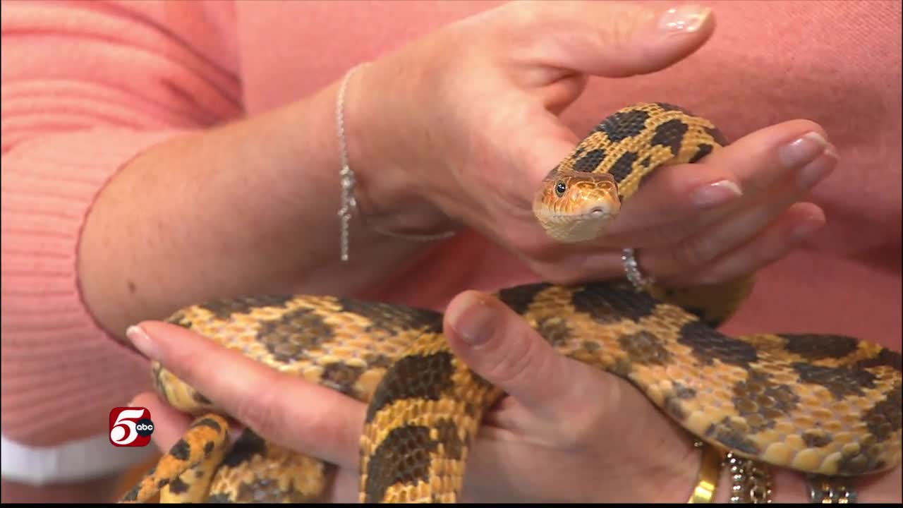 Critter Corner: Getting to Know Minnesota’s Snakes — KSTP 5
