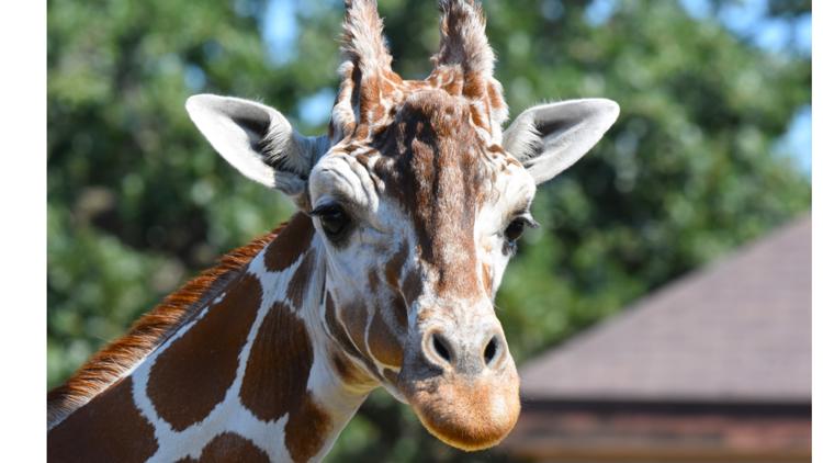 Como Zoo mourns loss of beloved giraffe, 'Skeeter' — KARE 11 Local
