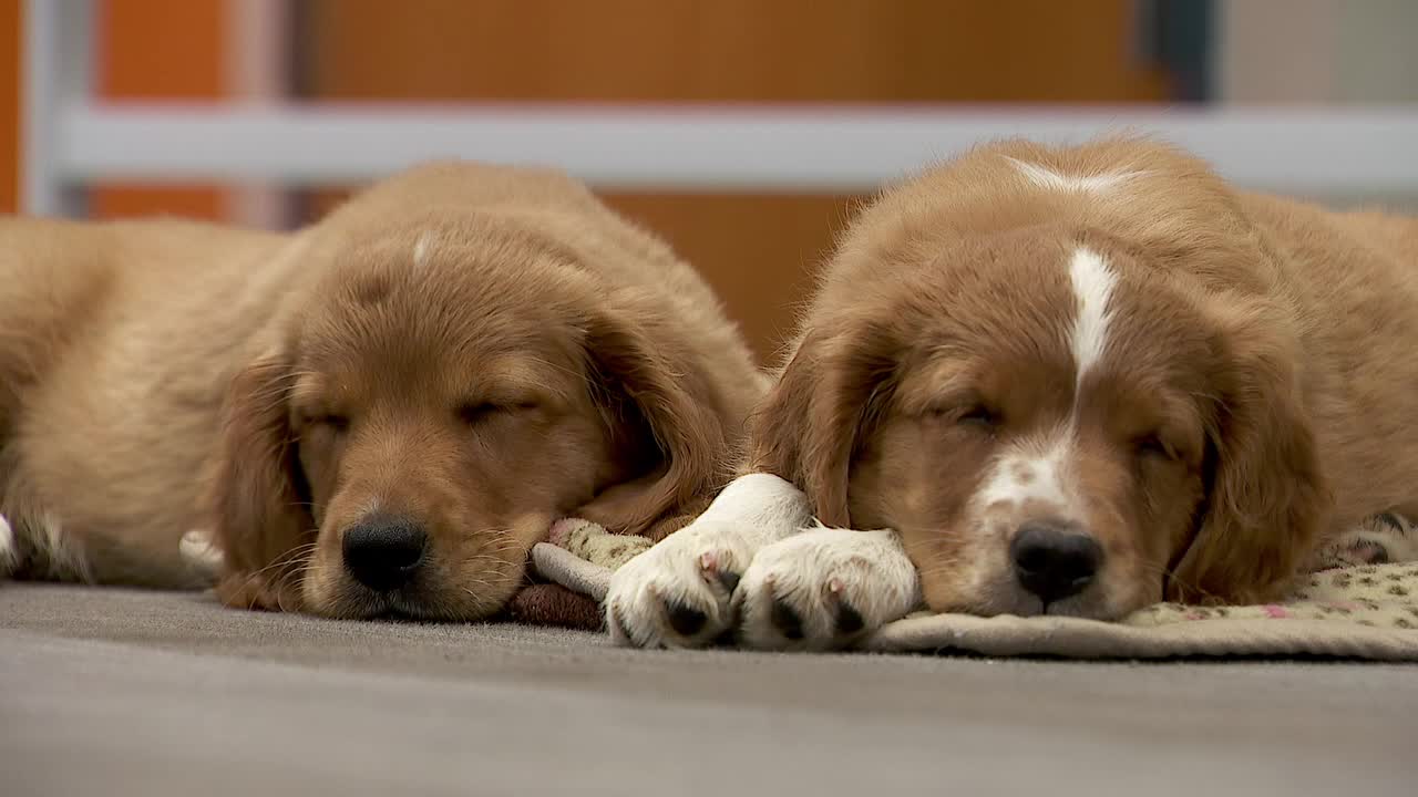 36 dogs rescued from unlicensed breeder in Cass County — FOX 9